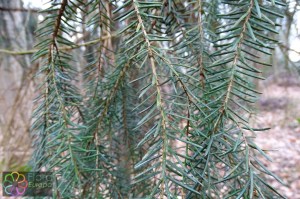 picea omorika (3).jpg